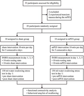 Modulating swallowing-related functional connectivity and behavior via modified pharyngeal electrical stimulation: A functional near-infrared spectroscopy evidence